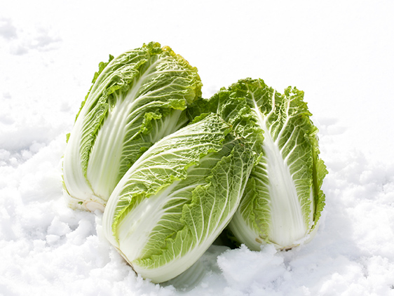 大白菜～冬季的蔬菜王